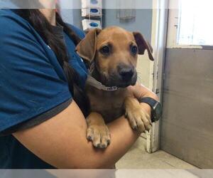 Doberman Pinscher-Unknown Mix Dogs for adoption in Riverside, CA, USA