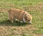 Bandit - Male Pembroke Welsh Corgi Puppy for Sale - Photo #3