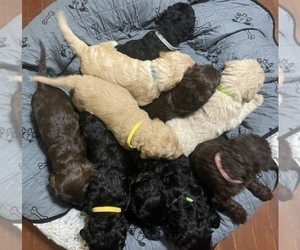 Labradoodle Puppy for sale in PERU, IN, USA