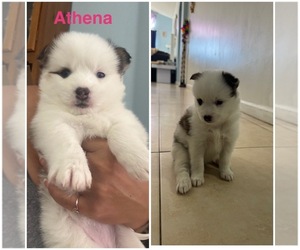 Pomsky Puppy for sale in GREENACRES, FL, USA