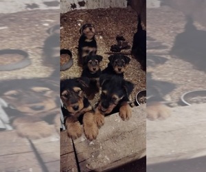 Airedale Terrier Puppy for sale in STEEDMAN, MO, USA