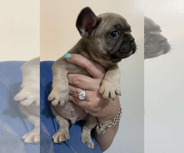 Medium Photo #5 French Bulldog Puppy For Sale in JAMESTOWN, TN, USA