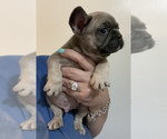 Small Photo #5 French Bulldog Puppy For Sale in JAMESTOWN, TN, USA