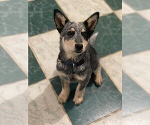 Mutt Dogs for adoption in Oak Bluffs, MA, USA