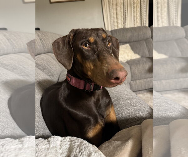 Medium Photo #3 Doberman Pinscher Puppy For Sale in Minneaoplis, MN, USA