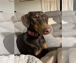 Small #2 Doberman Pinscher