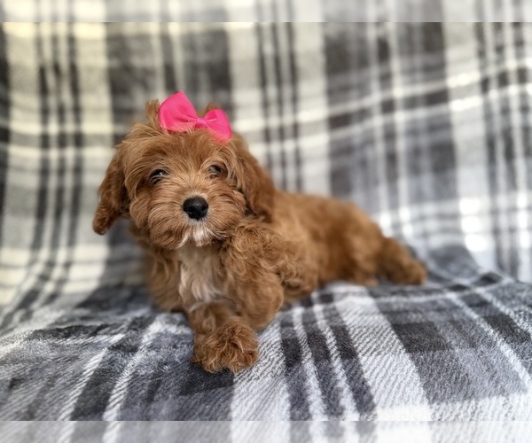 Medium Photo #2 Cavapoo Puppy For Sale in LAKELAND, FL, USA