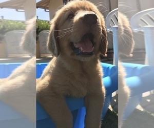 Golden Retriever Puppy for sale in SANTA ANA, CA, USA
