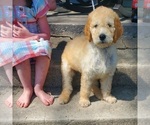 Small Photo #2 Goldendoodle Puppy For Sale in LIZELLA, GA, USA