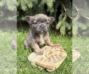 French Bulldog Puppy for sale in MIDDLEBURY, IN, USA