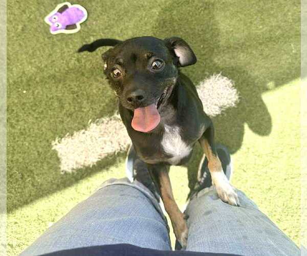 Medium Photo #4 Chipin Puppy For Sale in phoenix, AZ, USA