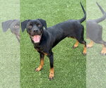 Small Photo #2 Retriever -Rottweiler Mix Puppy For Sale in NEWPORT NH, NH, USA