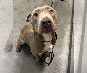 Medium American Bulldog Mix