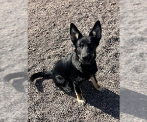 German Shepherd Dog-Unknown Mix Dogs for adoption in Webster, WI, USA