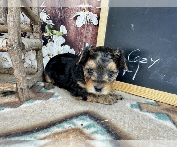 Medium Photo #28 Morkie Puppy For Sale in CASSVILLE, MO, USA