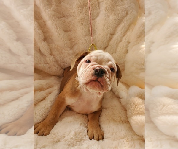 Medium Photo #34 English Bulldog Puppy For Sale in ALBUQUERQUE, NM, USA