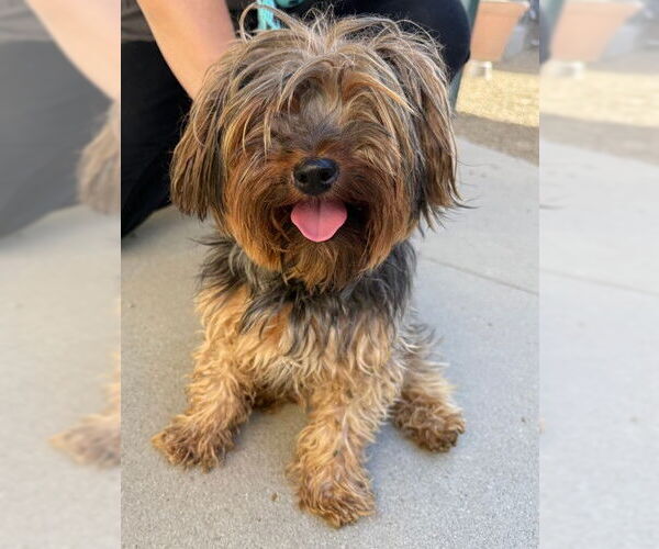 Medium Photo #2 Mutt Puppy For Sale in Rancho Cucamonga, CA, USA