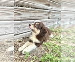 Small #1 Miniature Australian Shepherd