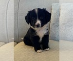 Small #3 Australian Shepherd Mix