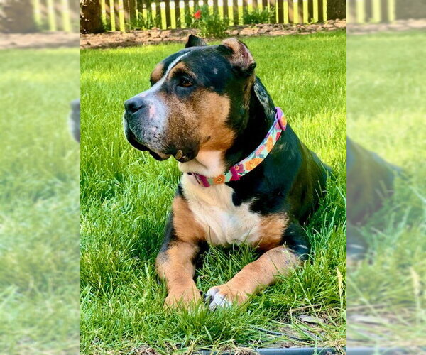 Medium Photo #6 Mutt Puppy For Sale in Crete, IL, USA