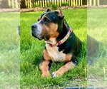 Small Photo #6 Mutt Puppy For Sale in Crete, IL, USA
