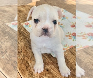 French Bulldog Puppy for sale in ELK, WA, USA