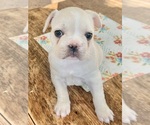 Small Photo #1 French Bulldog Puppy For Sale in ELK, WA, USA