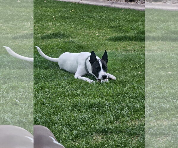 Medium Photo #3 Pointer-Unknown Mix Puppy For Sale in Chandler, AZ, USA