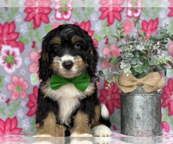 Medium Photo #3 Bernedoodle (Miniature) Puppy For Sale in LANCASTER, PA, USA