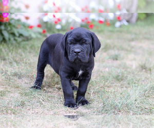 Medium Cane Corso