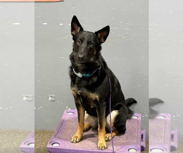 Medium Photo #4 German Shepherd Dog-Unknown Mix Puppy For Sale in Oro Medonte, Ontario, Canada