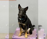 Small #3 German Shepherd Dog Mix