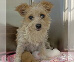 Small #2 Cairn Terrier Mix