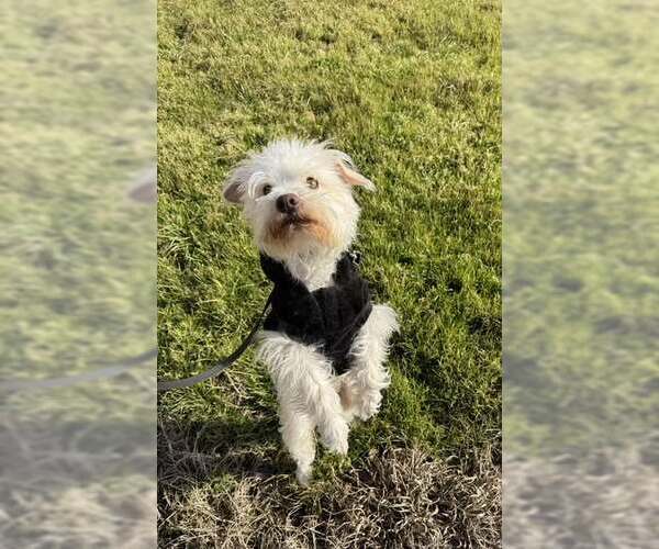Medium Photo #2 Maltese-Unknown Mix Puppy For Sale in Dallas, TX, USA