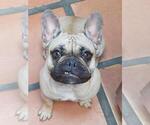 Small Photo #1 French Bulldog Puppy For Sale in CANYON LAKE, TX, USA