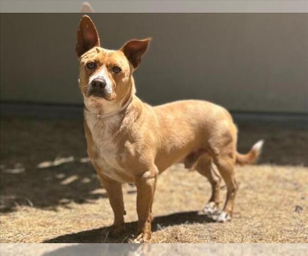 Medium Photo #2 Mutt Puppy For Sale in Martinez, CA, USA