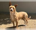 Small #1 Mutt