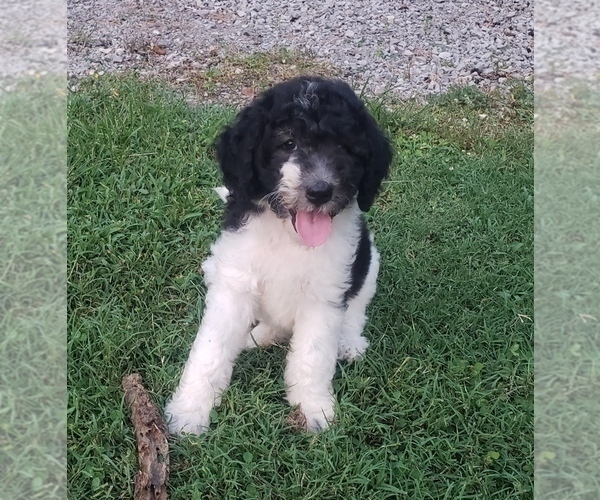 Medium Photo #4 Aussiedoodle Puppy For Sale in DOWELLTOWN, TN, USA