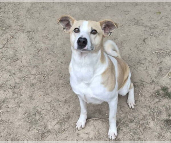 Medium Photo #3 Feist Terrier-Unknown Mix Puppy For Sale in Anniston, AL, USA