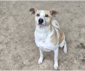 Forrest - Male Feist Terrier-Unknown Mix Dog for Adoption - Photo #3
