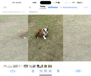 English Bulldog Puppy for sale in MARIANNA, FL, USA