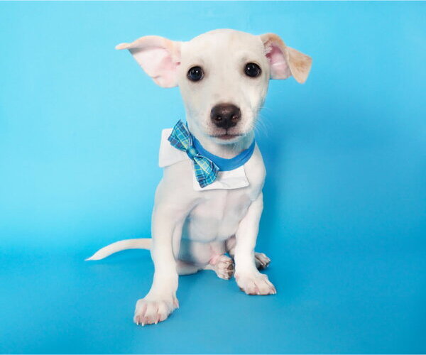 Medium Photo #3 Chihuahua-Unknown Mix Puppy For Sale in Phoenix, AZ, USA