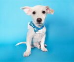 Small #2 Chihuahua Mix
