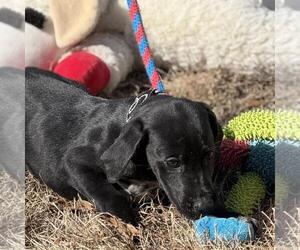 MOODONNA  LOWER FEE! - Female Labrador Retriever-Unknown Mix Dog for Adoption - Photo #3