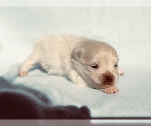 Pomeranian Puppy for sale in DAWSONVILLE, GA, USA