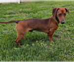 Small #1 Dachshund