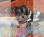 Small Photo #69 Yorkshire Terrier Puppy For Sale in AKRON, OH, USA