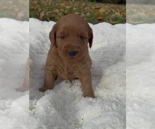 Medium Photo #1 Goldendoodle (Miniature) Puppy For Sale in RANDOLPH, WI, USA