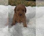 Puppy 4 Goldendoodle (Miniature)