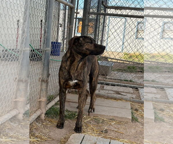 Medium Photo #3 Mutt Puppy For Sale in Amarillo, TX, USA